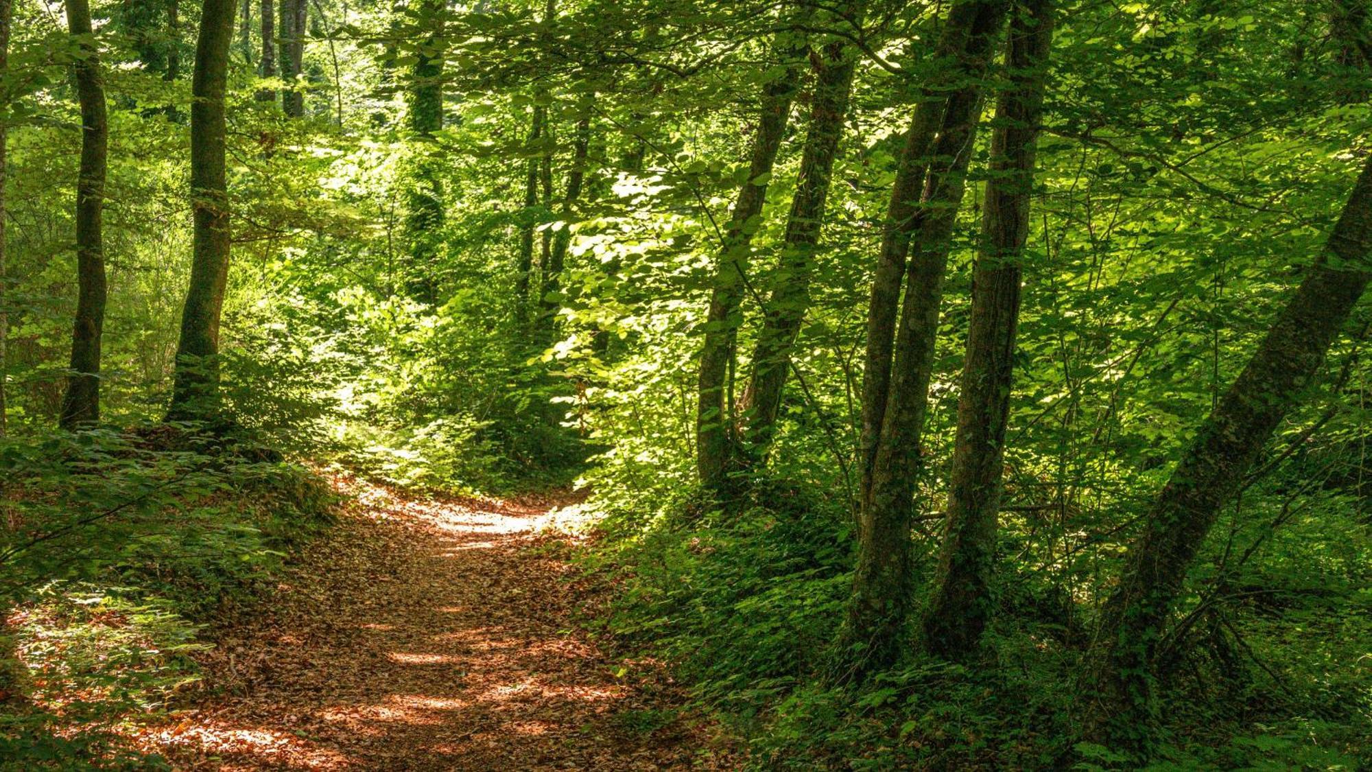 Can Baseia - Amb Jardi I Acces Privat A La Fageda Santa Pau Buitenkant foto